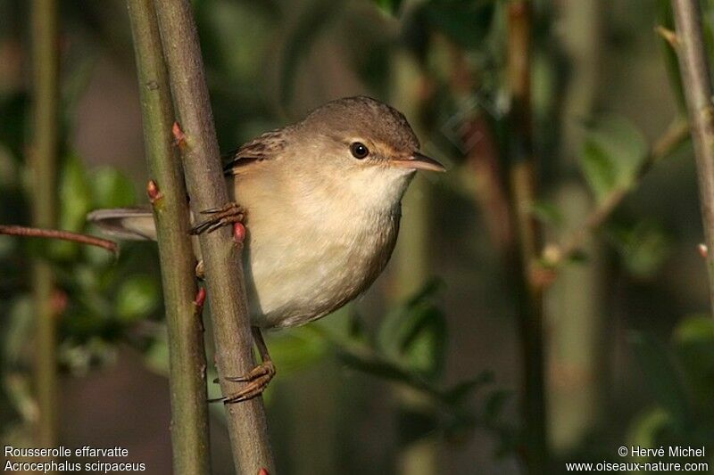 Common Reed Warbleradult