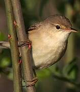 Common Reed Warbler