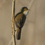 Eurasian Reed Warbler