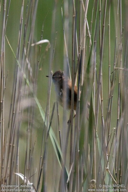 Paddyfield Warbler male adult breeding