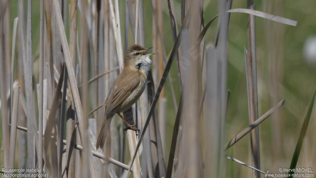 Paddyfield Warbler male adult, song