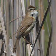 Paddyfield Warbler