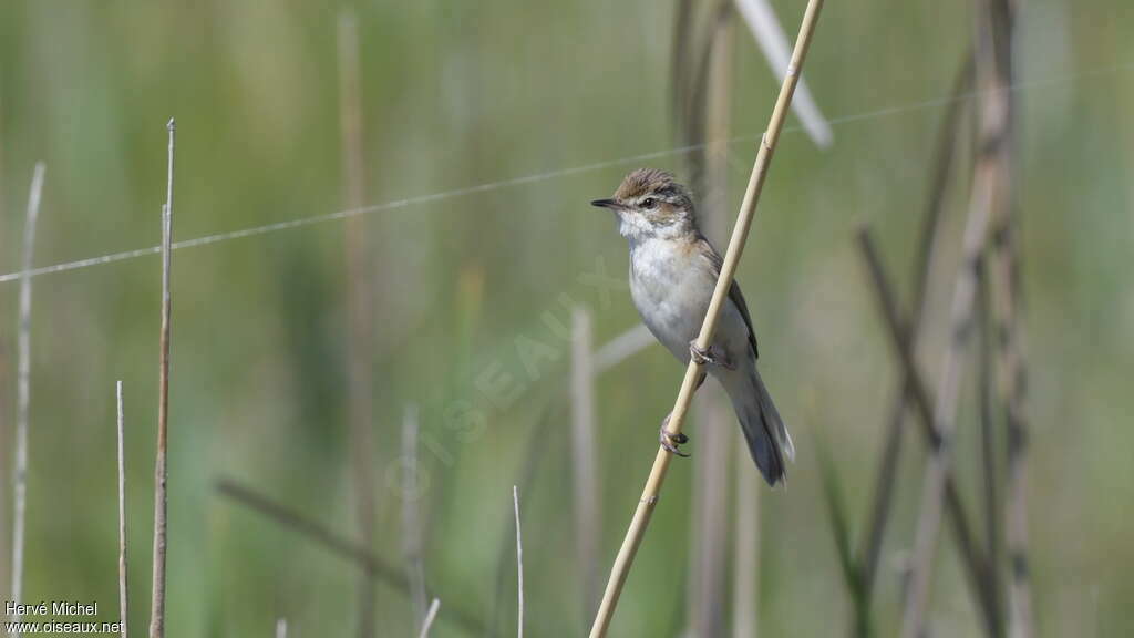 Paddyfield Warbler male adult, habitat, pigmentation