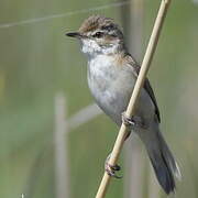 Paddyfield Warbler