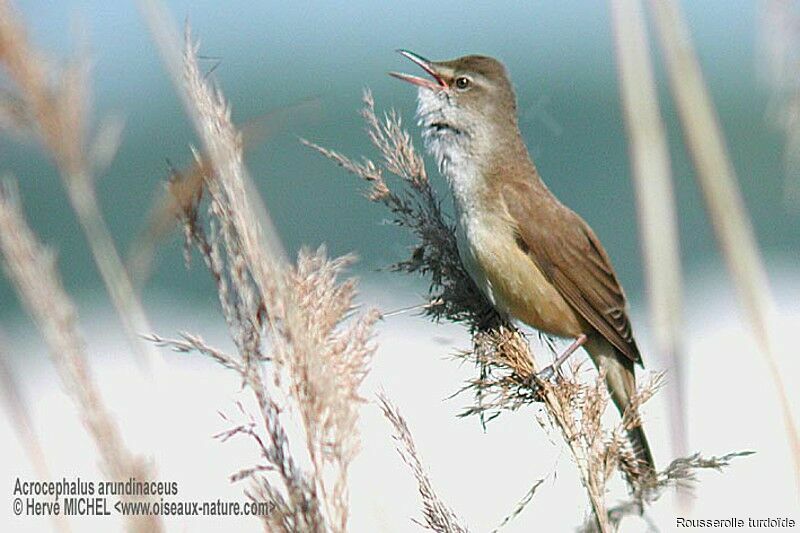 Great Reed Warbler