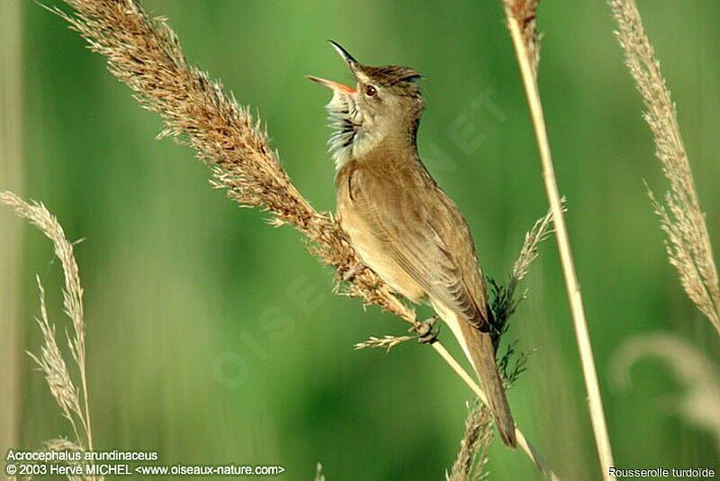 Great Reed Warbler