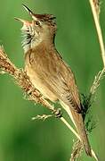 Great Reed Warbler