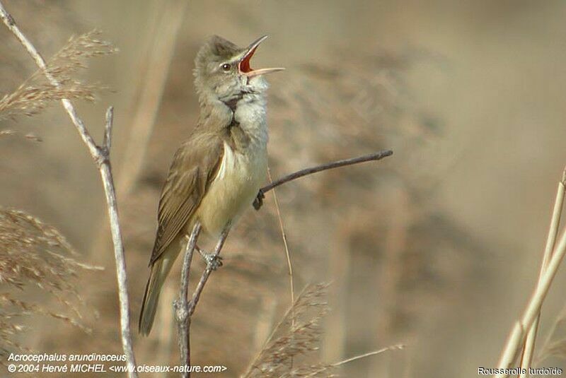 Great Reed Warbler