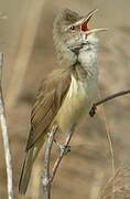 Great Reed Warbler