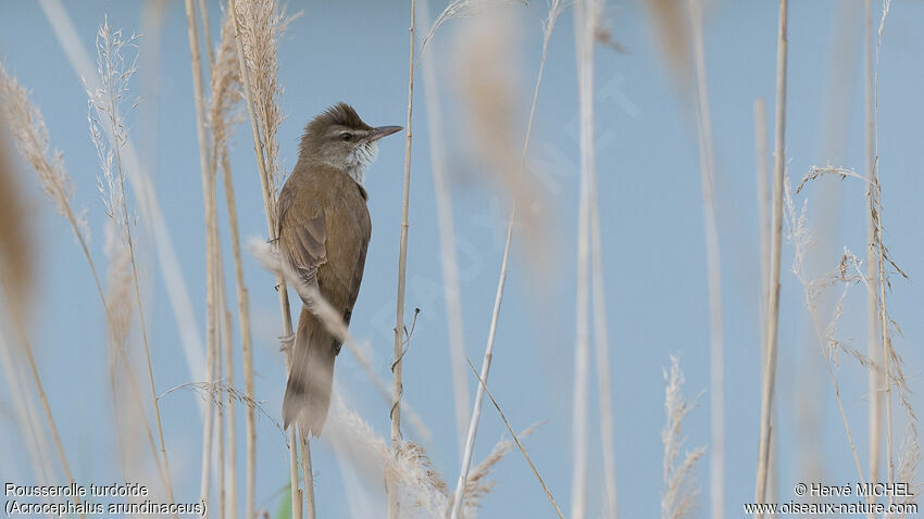 Great Reed Warbler male adult breeding