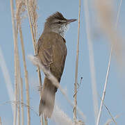 Great Reed Warbler