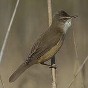 Great Reed Warbler