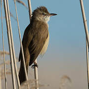 Great Reed Warbler