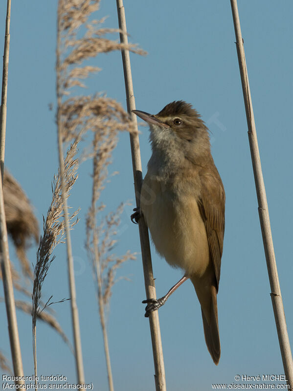 Great Reed Warbler male adult