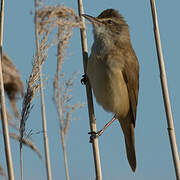 Great Reed Warbler