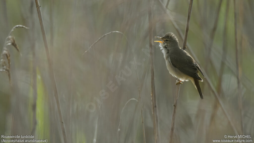 Great Reed Warbler