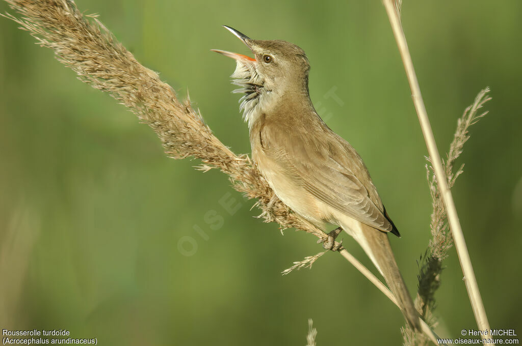 Great Reed Warbler