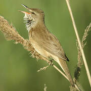 Great Reed Warbler