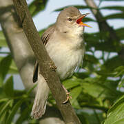 Marsh Warbler