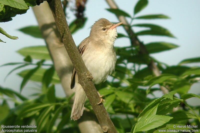 Marsh Warbler male adult breeding