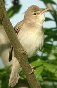 Marsh Warbler