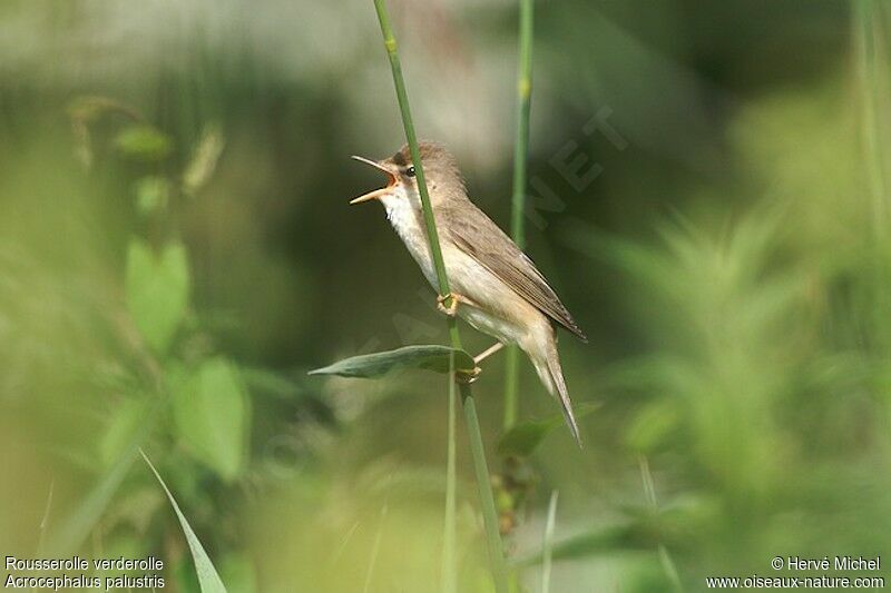 Marsh Warbler male adult breeding