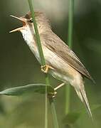 Marsh Warbler