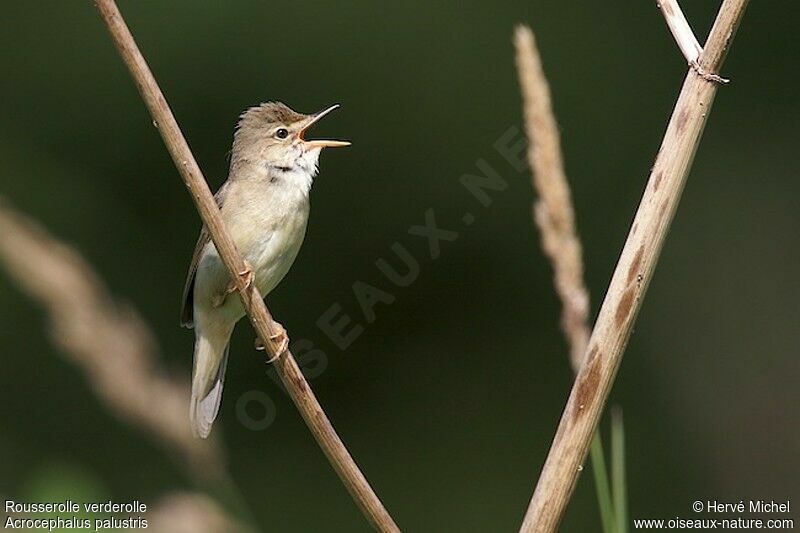 Marsh Warbler male adult breeding