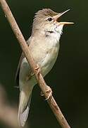 Marsh Warbler