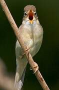 Marsh Warbler