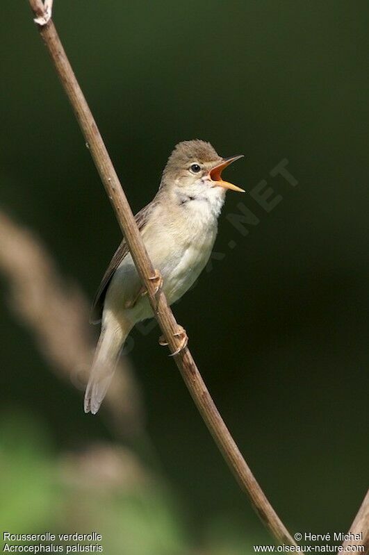 Marsh Warbler male adult breeding