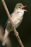 Marsh Warbler