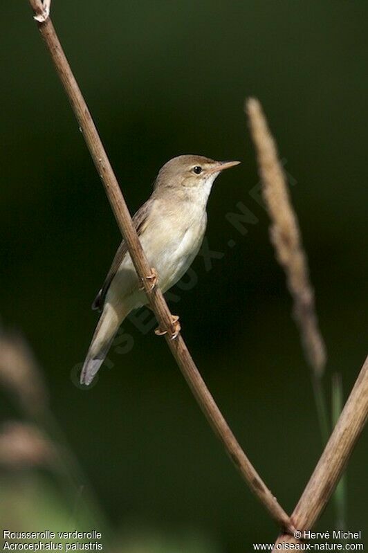 Marsh Warbler male adult breeding