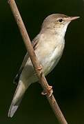 Marsh Warbler