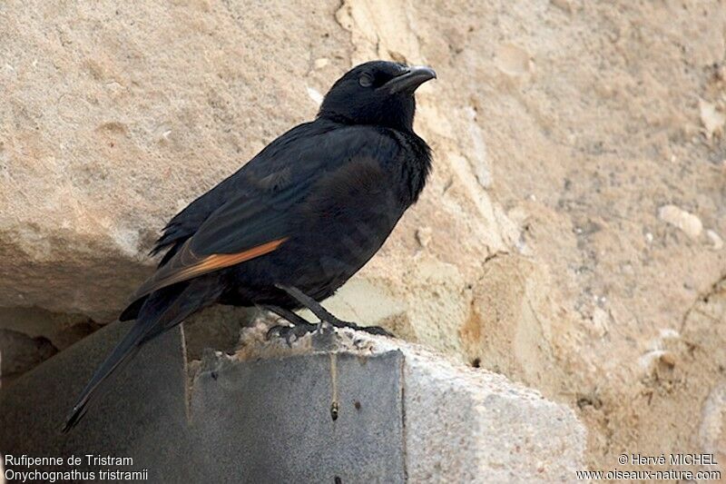 Tristram's Starling male adult, identification