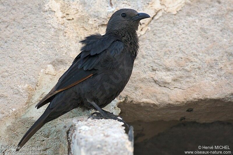 Tristram's Starling female adult, identification