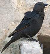 Tristram's Starling