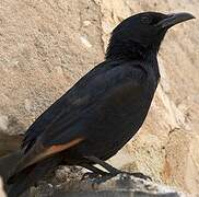 Tristram's Starling