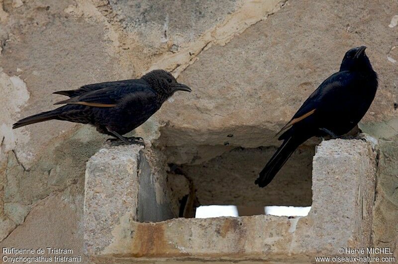 Tristram's Starling , identification