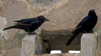 Tristram's Starling