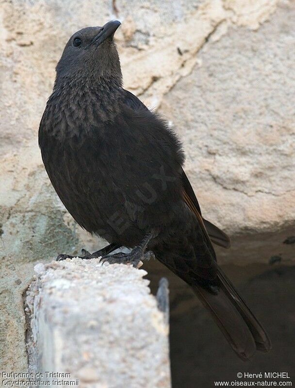 Tristram's Starling female adult, identification