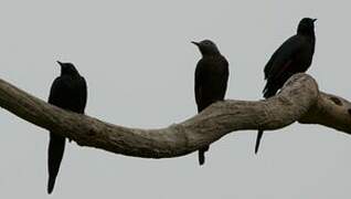 Red-winged Starling