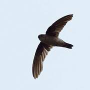 Germain's Swiftlet