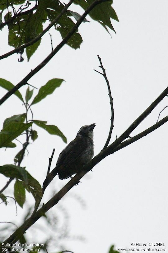 Saltator à ailes noires