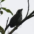Saltator à ailes noires