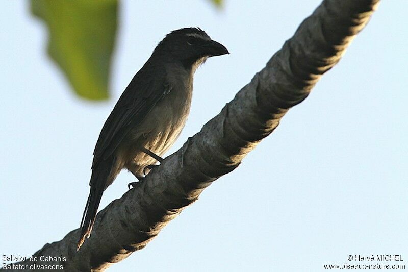 Olive-grey Saltator male adult, identification