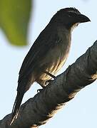 Olive-grey Saltator