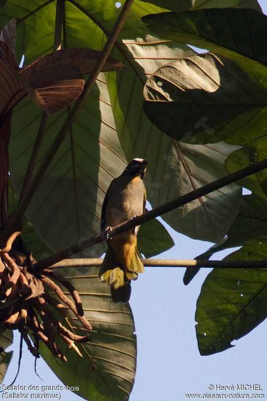 Buff-throated Saltator