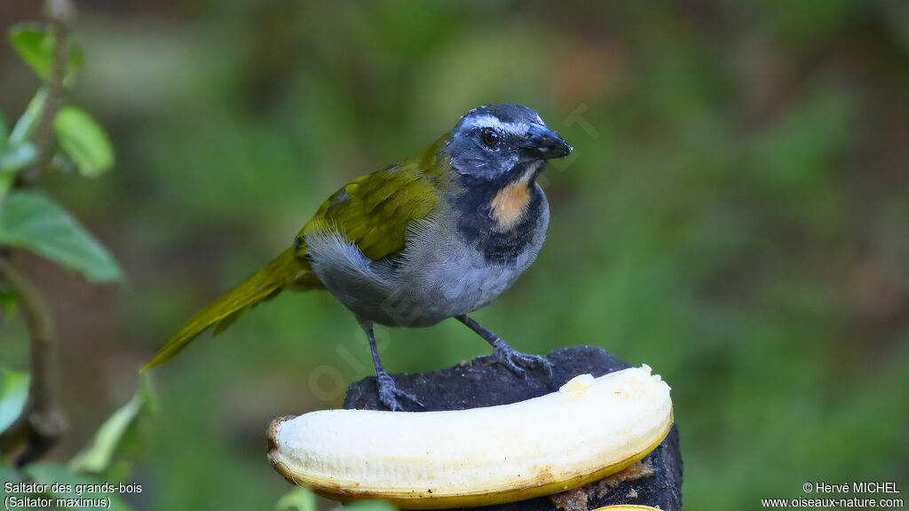 Buff-throated Saltator