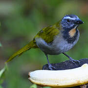 Buff-throated Saltator